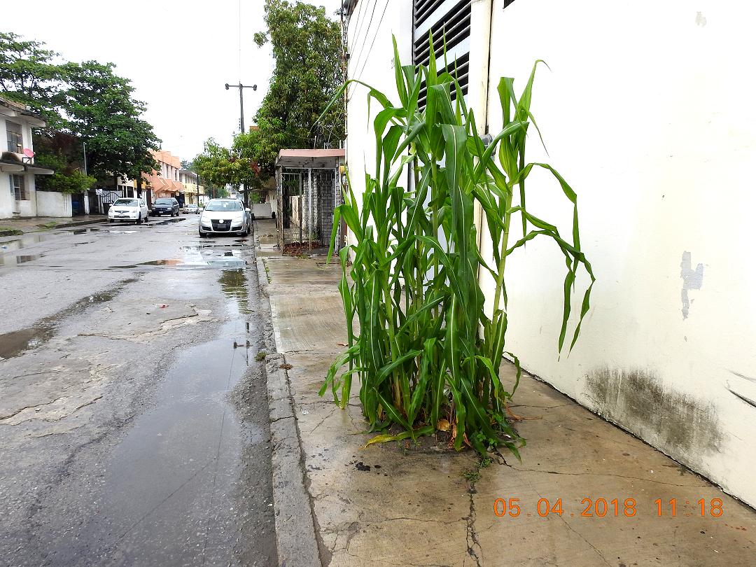 gua1